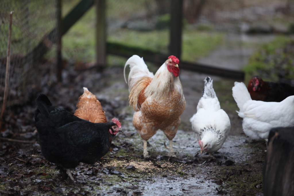 Ugunīgā Gaiļa gads iesāksies 28.janvārī pulksten 2:07:01.
Autors: Gatis Bogdanovs