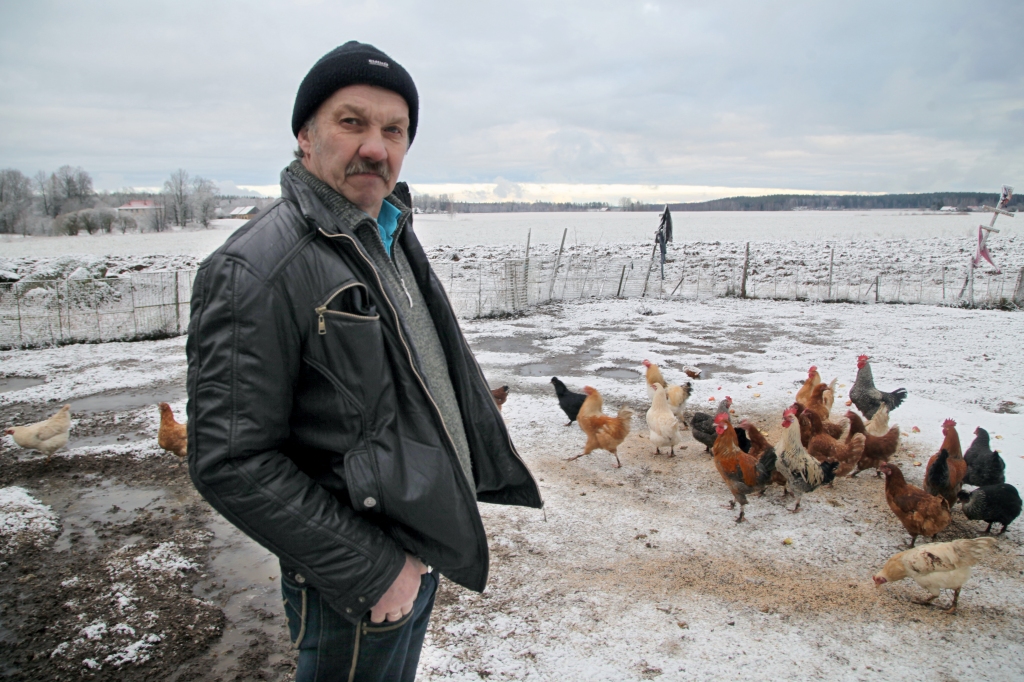 Lizuma pagasta piemājas saimniecībā “Māliņi”, kur saimnieko Lienīte un Viesturs Lizāni, mīt laimīgas vistas. Laimīgas tādēļ, ka mājputniem saimnieki ļauj brīvi dzīvot gan kūtī, gan āra aplokā, kas iežogots ar stiepļu pinuma žogu. Vistas pašas izvēlas, kad sildīt kājas kūtī, kad doties svaigā gaisā. “Māliņu” saimnieki savā saimniecībā jau vairākus gadus cenšas izaudzēt visu, ko vien spēj, lai ne tikai paši savā azaida galdā celtu ekoloģiski tīrus produktus, bet tos piedāvātu arī citiem. “Māliņu” saimnieks Viesturs ir galvenais mājputnu barotājs. Viņš iecerējis uzbūvēt jaunu novietni tikai mājputniem.  “Māliņos” par vistu harēmu gādā ne tikai ugunīgas nokrāsas gaiļi, tāpēc saimnieki bilst, ka Gaiļa gads viņiem būs ne tikai ugunīgs, bet arī raibs. Kā jau gaiļiem pienākas, tie visi ir neatkarīgi un ne īpaši draudzīgi pret svešiniekiem. Arī tad, kad jāaizstāv vistas, tie ir gatavi mesties cīņā.		
Autors: Gatis Bogdanovs