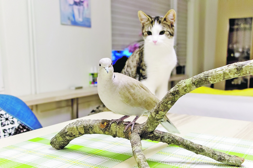 Dūduliņa “mamma” Sandra Bunka pati fotografēties nevēlas, jo stāsta galvenais varonis taču ir putns. Gan viņa, gan dzīvesbiedrs izglābto gredzenūbeli iemūžinājuši daudzās fotogrāfijās. Šeit Dūduliņš ir palaists brīvsolī, viņu uzmana kaķēns Zefīrs. 
Autors:  NO PERSONISKĀ ARHĪVA