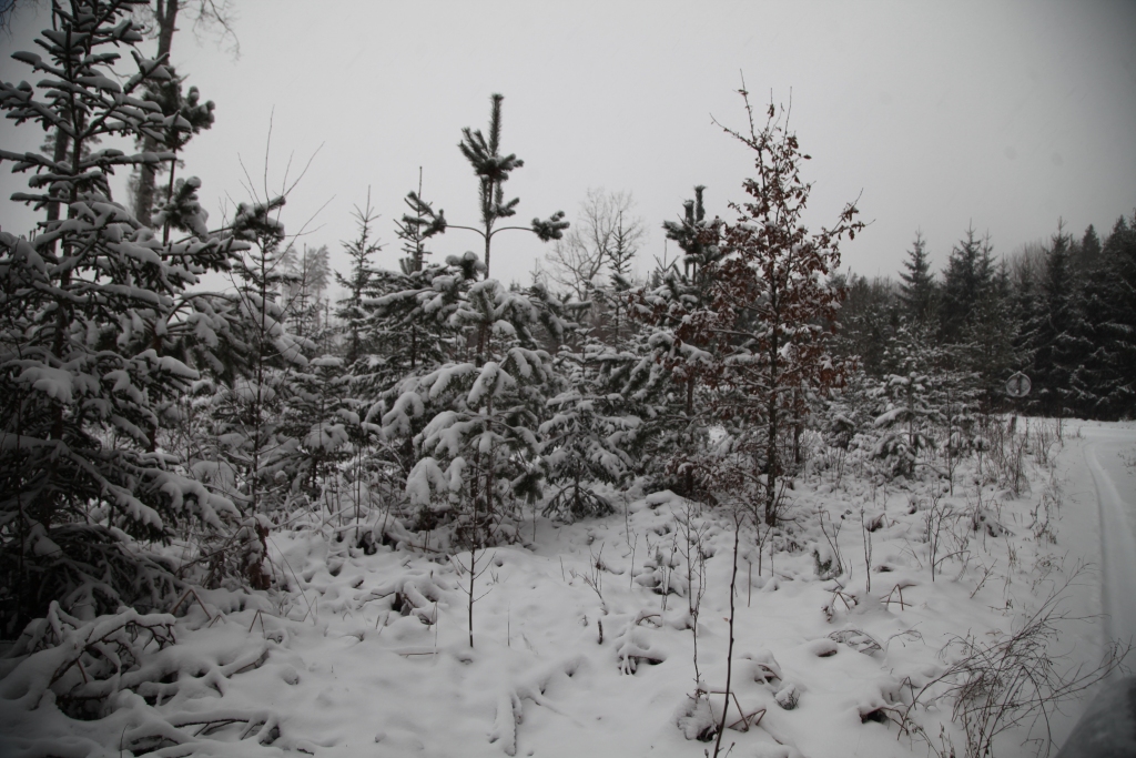 Autors: Gatis Bogdanovs