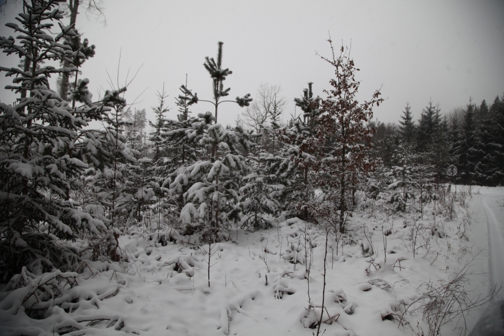 Autors: Gatis Bogdanovs