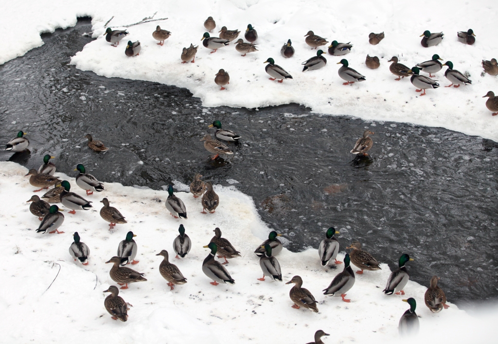 Barība un ūdens pieejamība ir galvenie iemesli, kāpēc Krustalīcē veidojas ievērojami pīļu bari.
Autors: Gatis Bogdanovs