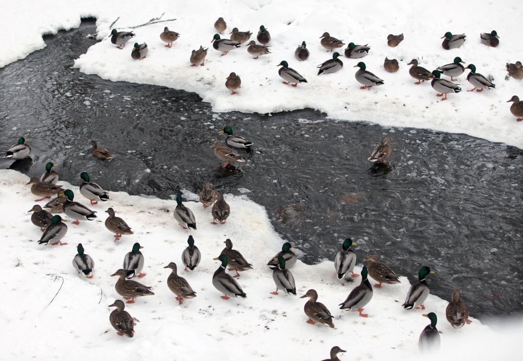 Barība un ūdens pieejamība ir galvenie iemesli, kāpēc Krustalīcē veidojas ievērojami pīļu bari.
Autors: Gatis Bogdanovs