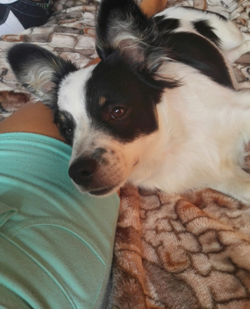 Beļavas pagastā 15.janvārī pazudis bezšķirnes melnbalts suņuks Neris. Suņuks manīts Kalnienā, Stāmerienā. Ja jums ir kāda informācija par suņuku, lūgums zvanīt uz tālruni 28388398 (Marija). 
