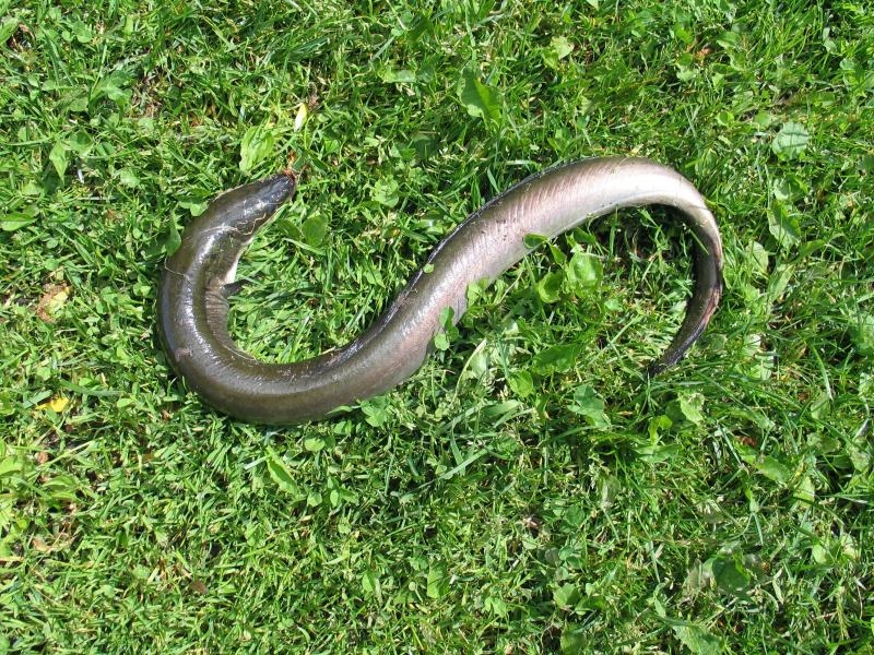 Gada dzīvnieks - zutis
Autors:  A.Birkovs