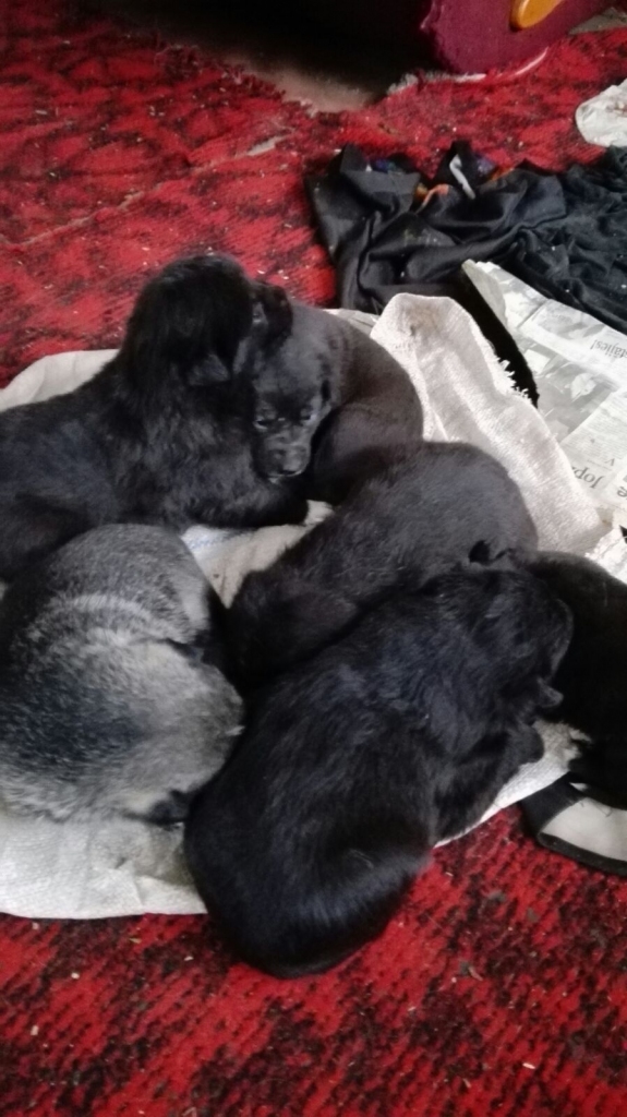 Mēnesi vecie kucēni šobrīd atrodas Alūksnes dzīvnieku patversmē “Astes un Ūsas”. 	
Autors: no personiskā arhīva