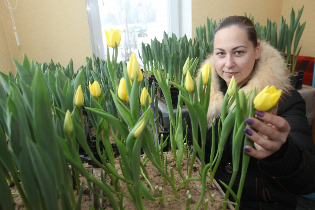 “Man pašai ļoti patīk baltās un arī raibās tulpes. Baltajām ir ļoti stingri kāti. Arī raibās ir kompaktas. Dzelteno tulpju šķirnei kāti ir garāki salīdzinājumā ar pārējiem,” saka Kristīne Gangnusa.      
Autors: Gatis Bogdanovs
