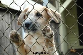 Autors: ilustratīvs