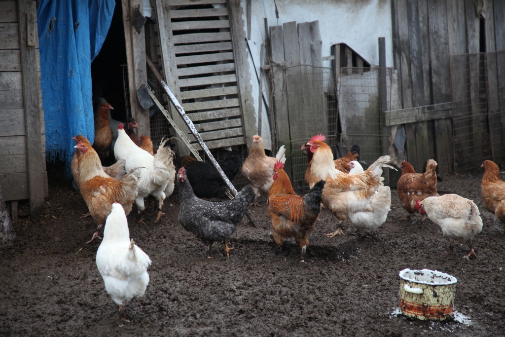 Par garām pastaigām svaigā gaisā vistas, gaiļi, pīles un zosis līdz 31.maijam var tikai sapņot. Pēc tam, ja saimnieki būs parūpējušies par smalkiem žogiem un plēves seguma jumtiem āra pastaigu laukumiem, mājputni varēs uzturēties arī ārā. Putnu gripa, kas tuvojas arī Latvijas robežai, mājputnu turētājiem liek būt rosīgiem un ievērot biodrošības pasākumus. 		
Autors: no “Dzirksteles” arhīva