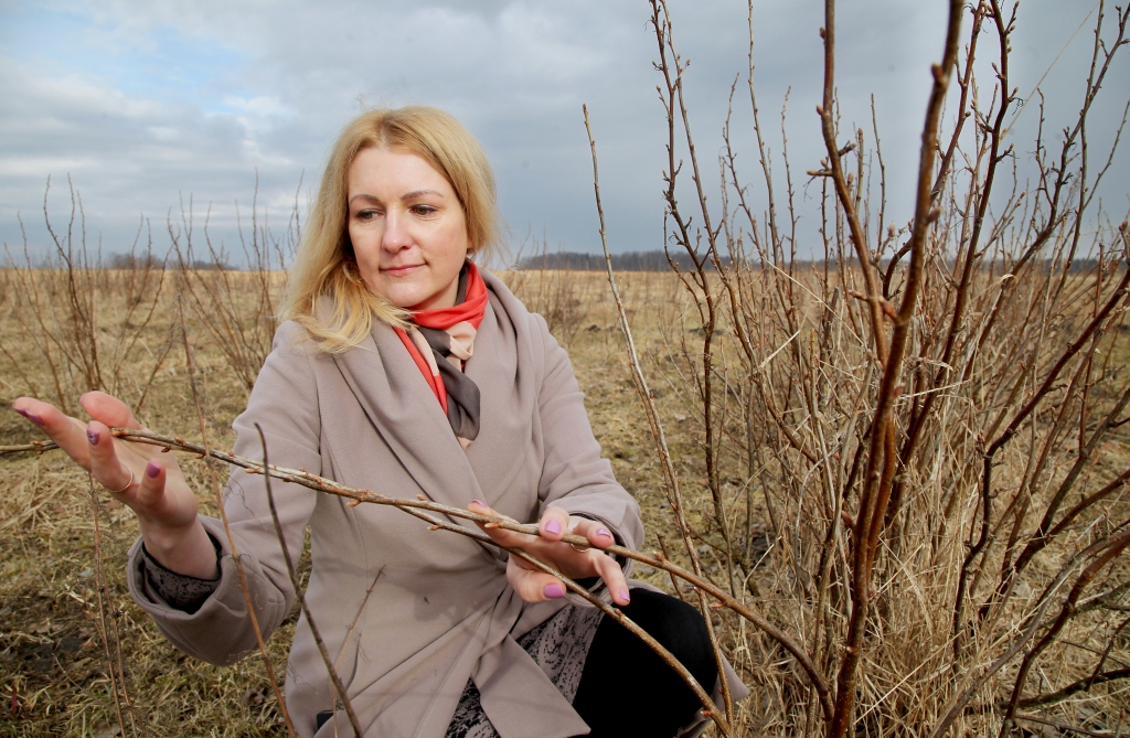 Daukstu pagasta saimniecībā “Smaidas” saimnieko Dace Mamedova kopā ar dzīvesbiedru Andri. Viņi pievērsušies bioloģiskās lauksaimniecības produkcijas ražošanai. Bioloģiski divu hektāru platībā tiek audzētas trīs šķirņu upenes, kas pērn jau devušas pirmo ogu ražu. Upenes “Smaidu” saimnieki uzskata par vitamīniem bagātām ogās, kas Latvijā vēl īsti nav novērtētas. Katru pavasari Dace dodas apskatīt upenājus, lai pārliecinātos, ka tajos nav iemājojusi pumpurērce. “Smaidas” ir neliela saimniecība, tāpēc Dace saka, upeņu audzēšana esot reizē gan neliels bizness, gan sirdsdarbs, kam laiks tiekot atlicināts tad, kad ir beigusies darbdiena SIA “Latvijas propāna gāze”.
Autors: Gatis Bogdanovs  