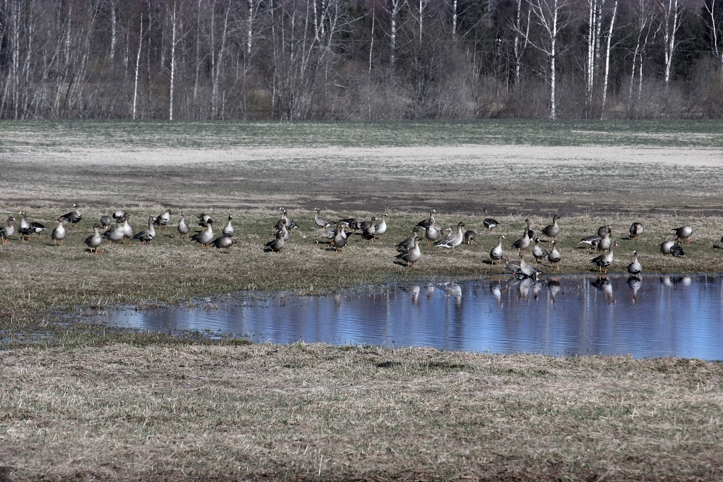 Autors: Gatis Bogdanovs
