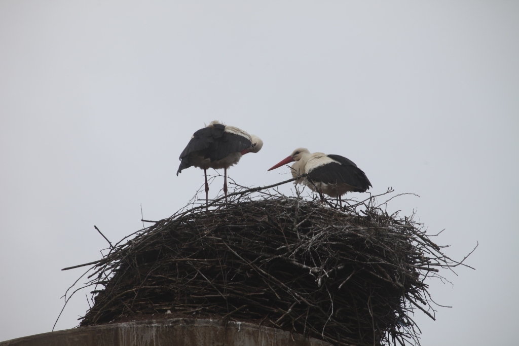 Autors: Gatis Bogdanovs