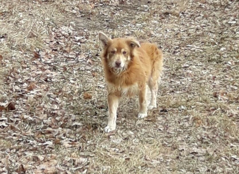 Autors: no dzīvnieku mājas 