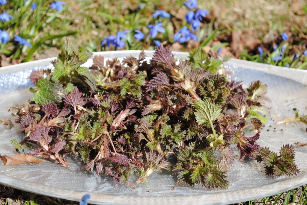 Autors: SARMĪTE OZOLA