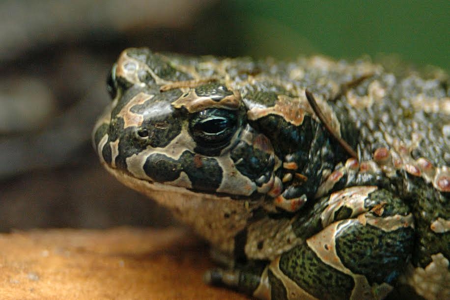 Autors: no Rīgas Zooloģiskā dārza arhīva