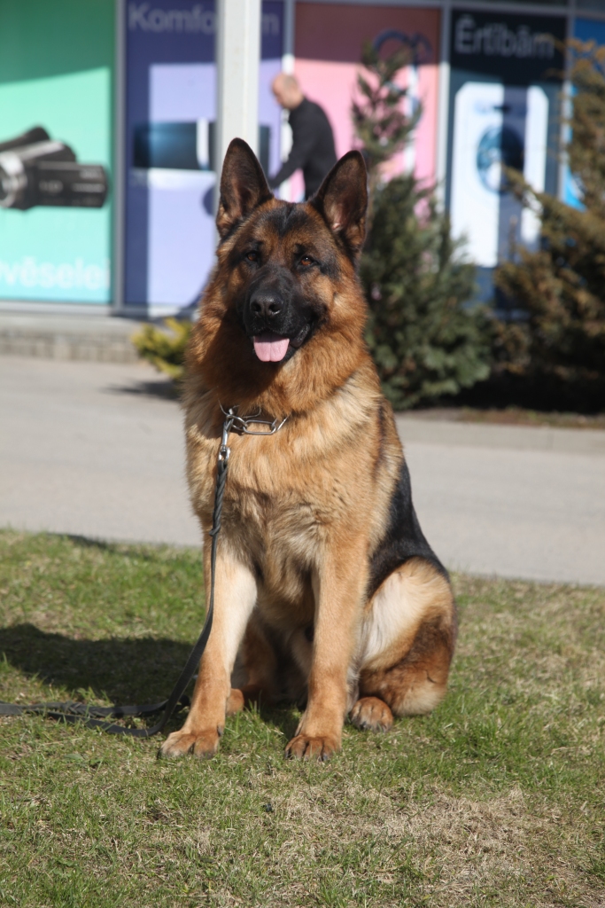 Autors: Gatis Bogdanovs