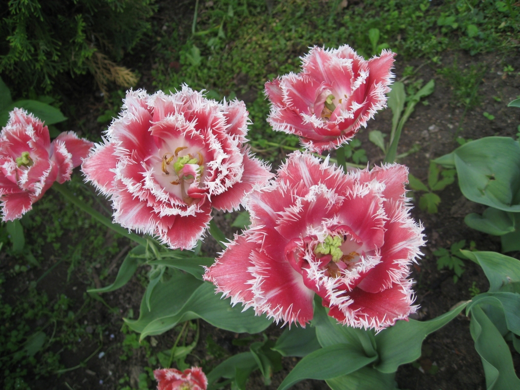 Autors: Tamāra Ulase