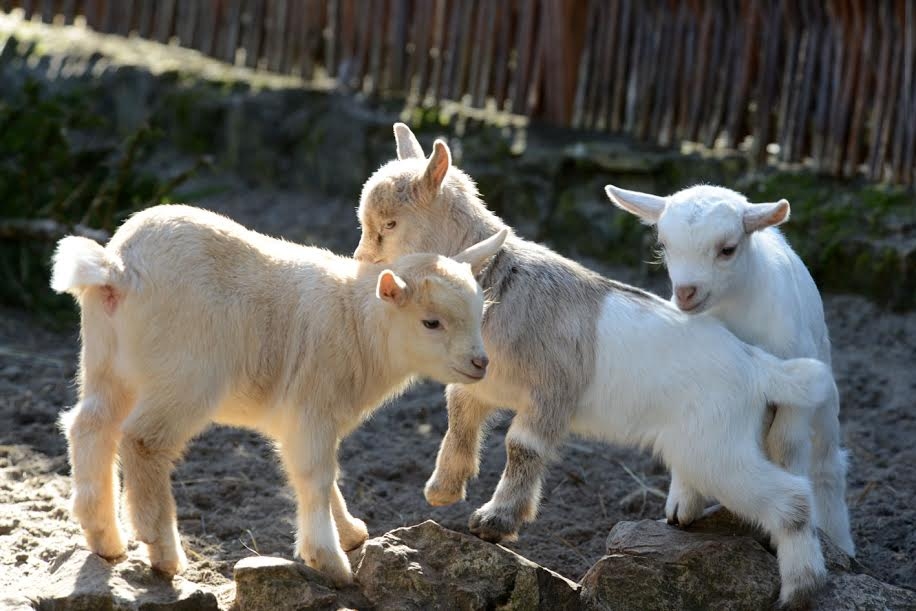 Autors: no Rīgas Zooloģiskā dārza arhīva