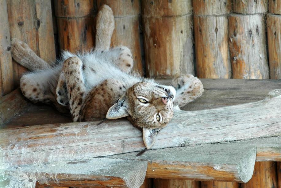 Lūsis Cīruļos.
Autors: no Rīgas zooloģiskā dārza arhīva