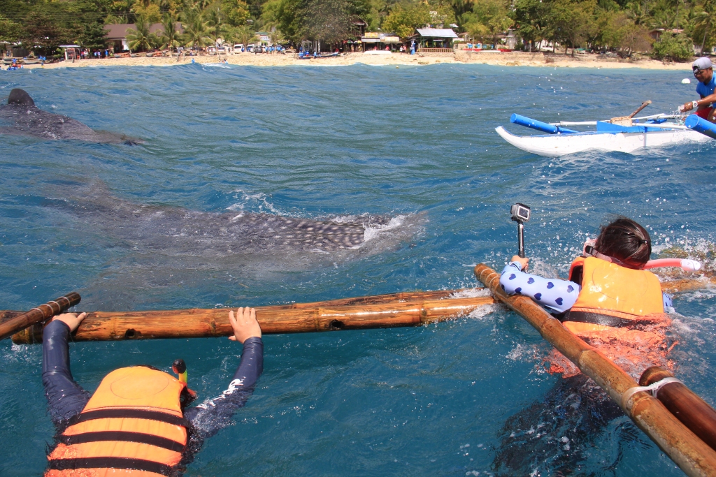 Pelde kopā ar pat 6-8 metrus garajām, zilpelēkajām un sudrabotiem plankumiem klātajam milzenēm vaļhaizivīm - visai iespaidīgs pasākums. Tiesa, esot sastopami stipri lielāki eksemplāri.
Autors: no personiskā arhīva
