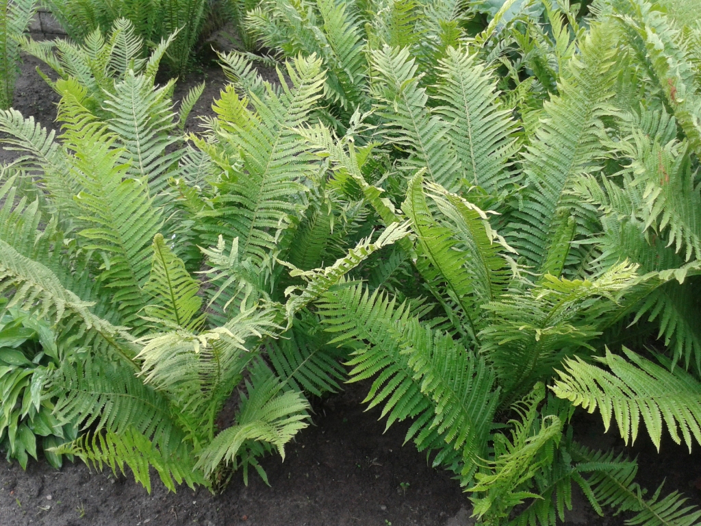 Autors: Ginta Alberte