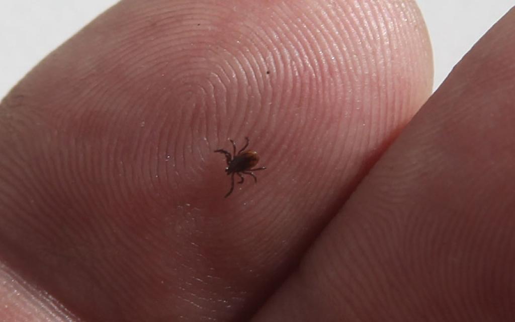 Ērces jau krietnu laiku kā ir pamodušās un kļuvušas aktīvas. Mediķi iesaka, atrodoties dabā, ģērbties gaišas krāsas apģērbā, lai ērci vieglāk pamanītu, jo ir iespējams inficēties ar citām ērču pārnestām infekcijām, pret kurām nav radīta vakcīna. 
Autors: no arhīva