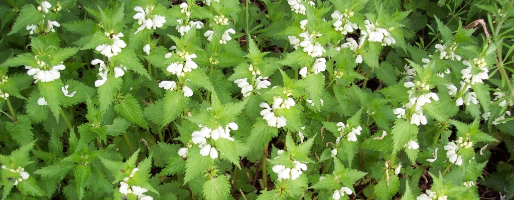 Autors: Valija Beluza