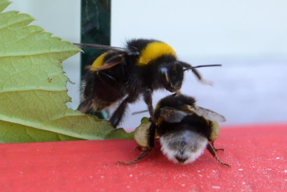 Autors: no Rīgas zooloģiskā dārza arhīva