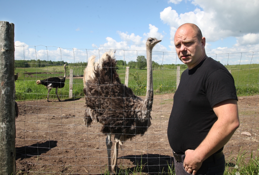 “Strausi ir ārkārtīgi ziņkārīgi putni, lai gan par īstiem saimnieka draugiem nekļūst. Tiesa, viņi pazīst manu balsi un ir mazliet pielaidīgāki nekā pret svešiniekiem,” novērojis Daukstu pagasta “Kalna Dambenieku” saimnieks Aigars Vajevskis.
Autors: Gatis Bogdanovs