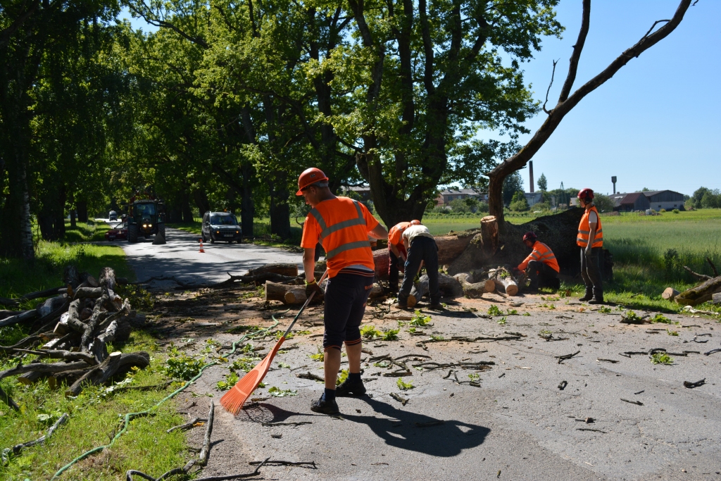 Lizumā rūpējas par koku alejām un dižkoku saglabāšanu un sakopšanu. Ar sabiedrības atbalstu šis process pagastā aizsākās pirms diviem gadiem.	
Autors: no Lizuma koku draugu arhīva