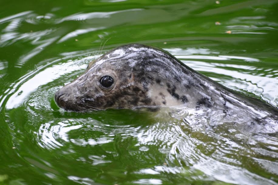 Autors: no Rīgas Zooloģiskā dārza arhīva