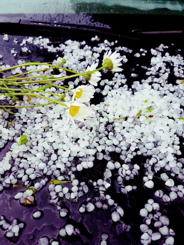 Krusa Velēnā svētdien cilvēkus un dabu pārsteidza, taču dārziem ļaunumu nenodarīja. 
Autors: Ilze Žvarte