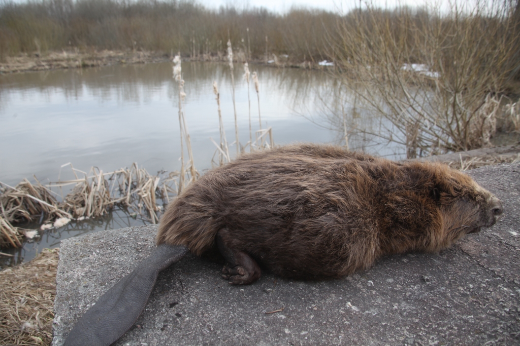 Pēdējos gados Gulbenes novadā nav bijušas piemērotas sankcijas nevienam mednieku klubam saistībā ar bebru radītajiem postījumiem un vienaldzīgo attieksmi pret tiem.    
Autors:  Gatis Bogdanovs 