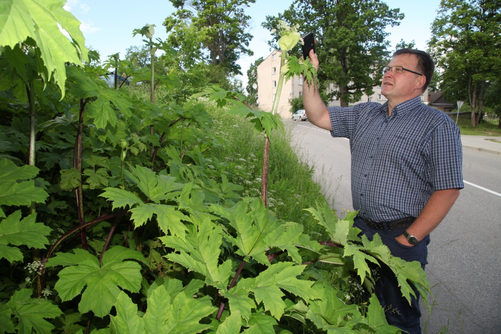 “Katrai pārvaldei novadā ir jāzina riska teritorijas un pēc tam ir zemju īpašniekiem ir jāraksta brīdinājumi. Ja tas nelīdz, jāsauc palīgā pašvaldības policija, kas var pielietot soda sankcijas,” saka Zintis Skopāns. Arī latvāņi Vecgulbenes muižas teritorijā (attēlā) bija jāpamana laikus.  
Autors: Gatis Bogdanovs