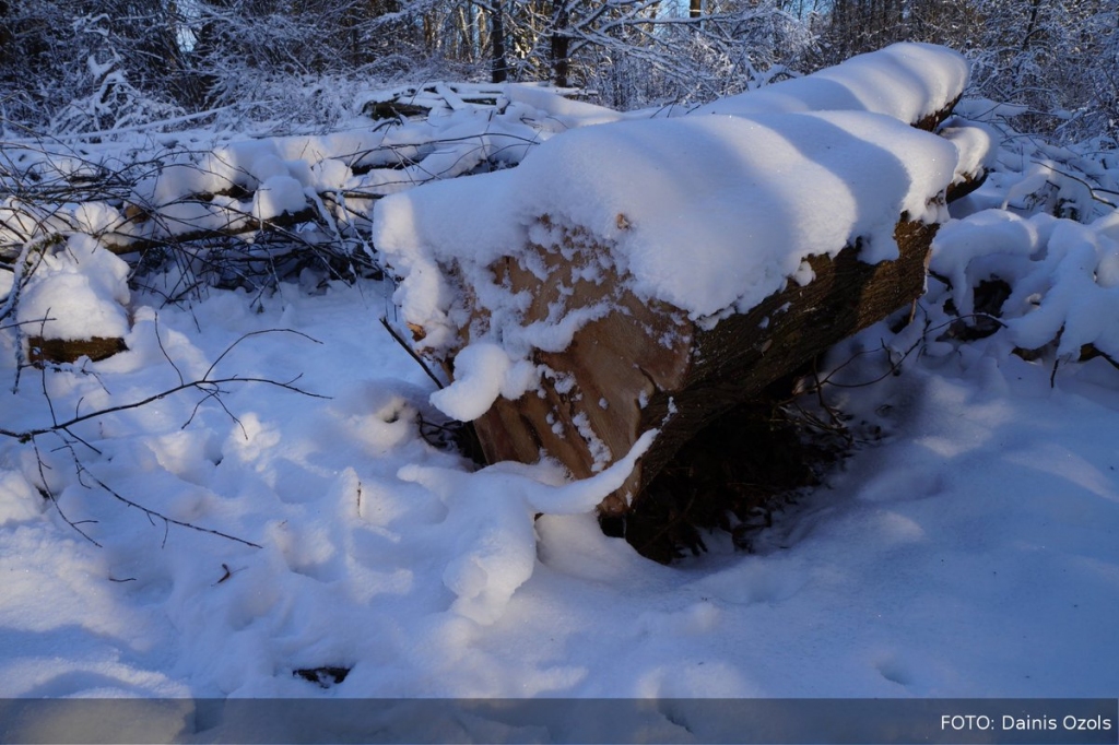 Dižtūjas nozāģēšanu Vallē 7.janvārī konstatēja un publiskoja Latvijas Petroglifu centrs. Pētermuižas dižtūja Valles pagastā nozāģēšanas laikā bija izaugusi līdz 2,76 metru apkārtmēram. Par dižu uzskatāma ikviena tūja Latvijā, kas sasniegusi 1,50 metru apkārtmēru.
Autors: no LTV Ziņu dienesta Twitterkonta
