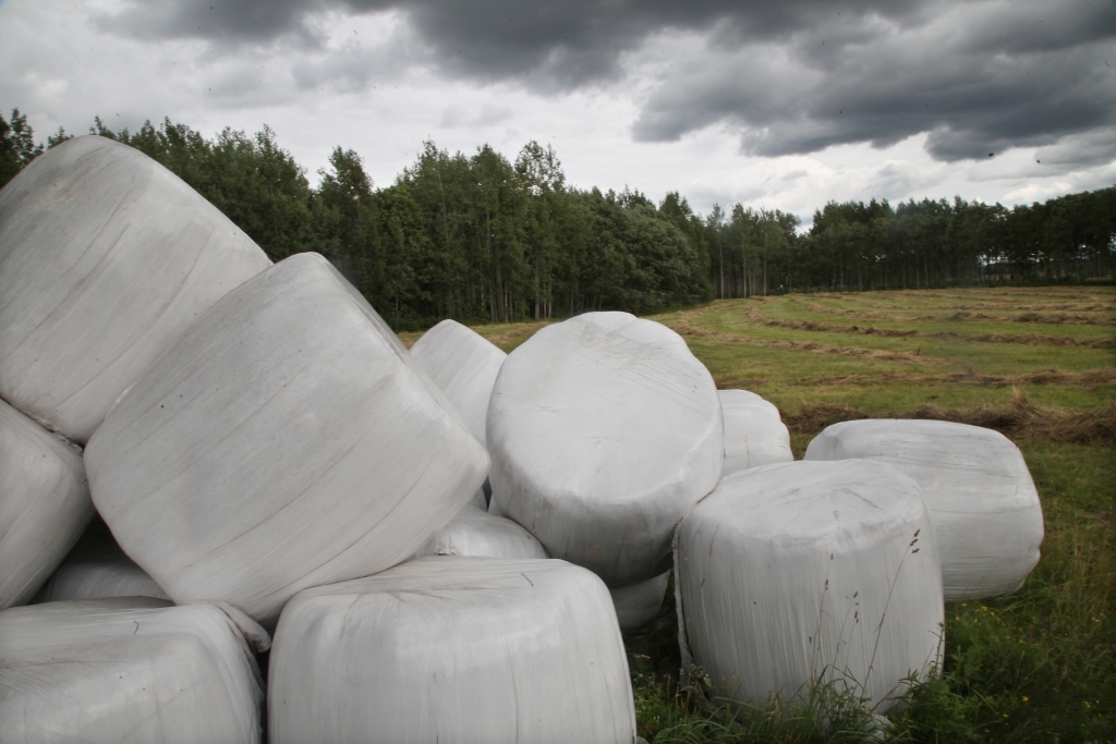 Novada lauksaimnieki izmanto katru stundu, kad nelīst un ir iespējams kaut nedaudz apvītināt zāli, lai tītu rulonos
Autors: no “Dzirksteles” arhīva