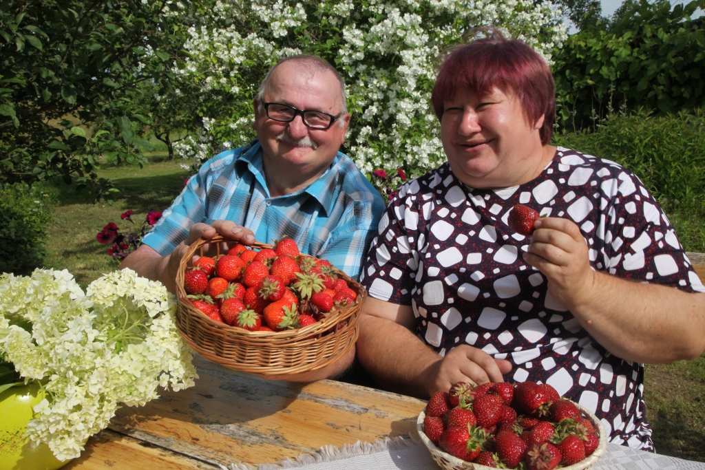 Kalnienas pusē audzē ne tikai avenes, upenes un pat sparģeļus, bet arī zemenes. Jau trīspadsmito gadu šo ogu biznesu izvēlējušies “Jaunkauļu” saimnieki Daina un Juris Apšas, kuri savulaik dzīvi pilsētā apmainījuši pret dzīvi laukos, joprojām uzskatot, ka šī izvēle bijusi pareiza. Zemenes saimnieki ved pārdot uz Gulbeni, kā arī tik tikko spēj apmierināt vietējo klientu pieprasījumu. “Sākumā mums bija vairāk nekā pushektārs dažādu šķirņu zemeņu, bet pamazām platību esam samazinājuši, jo jārēķinās ar savu veselību un iespējām,” saka Daina un Juris.
Autors: Gatis Bogdanovs