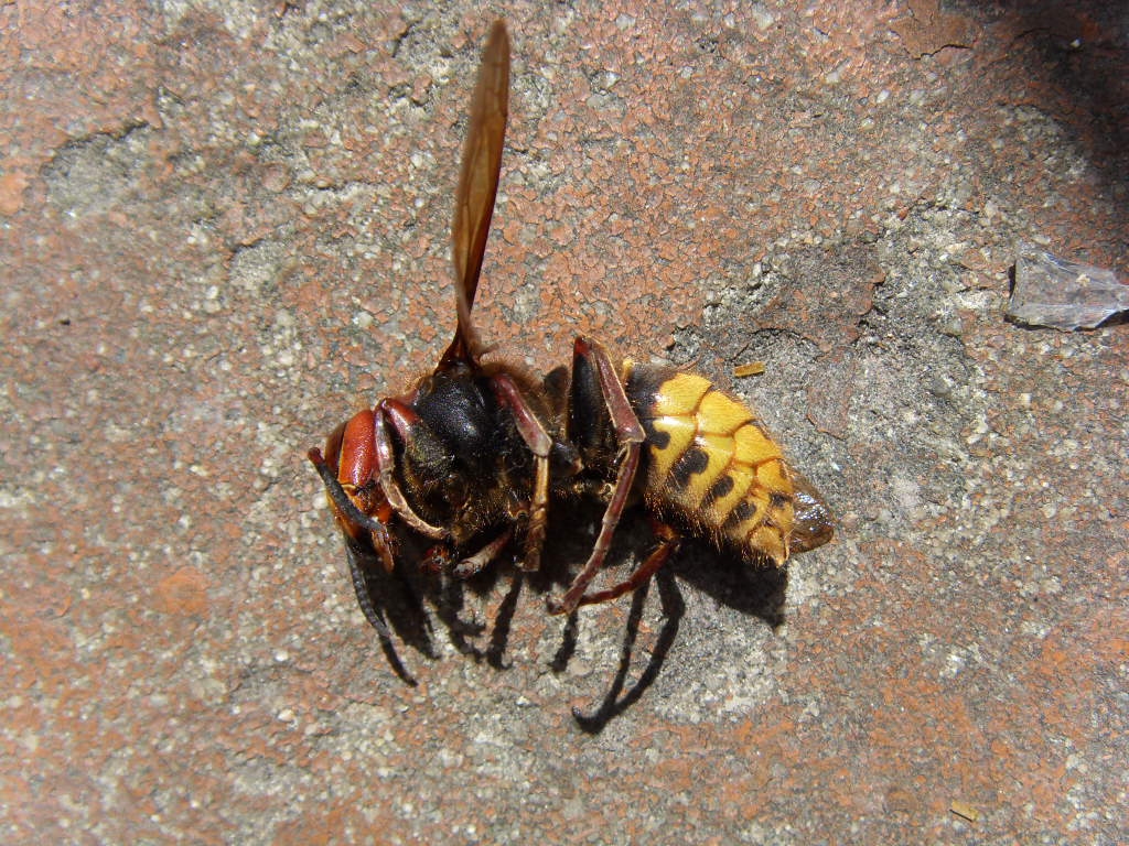 Autors: ilustratīvs