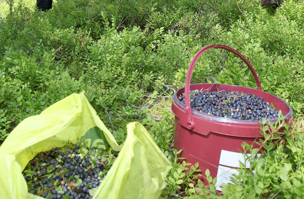 Autors: no Dzirksteles arhīva