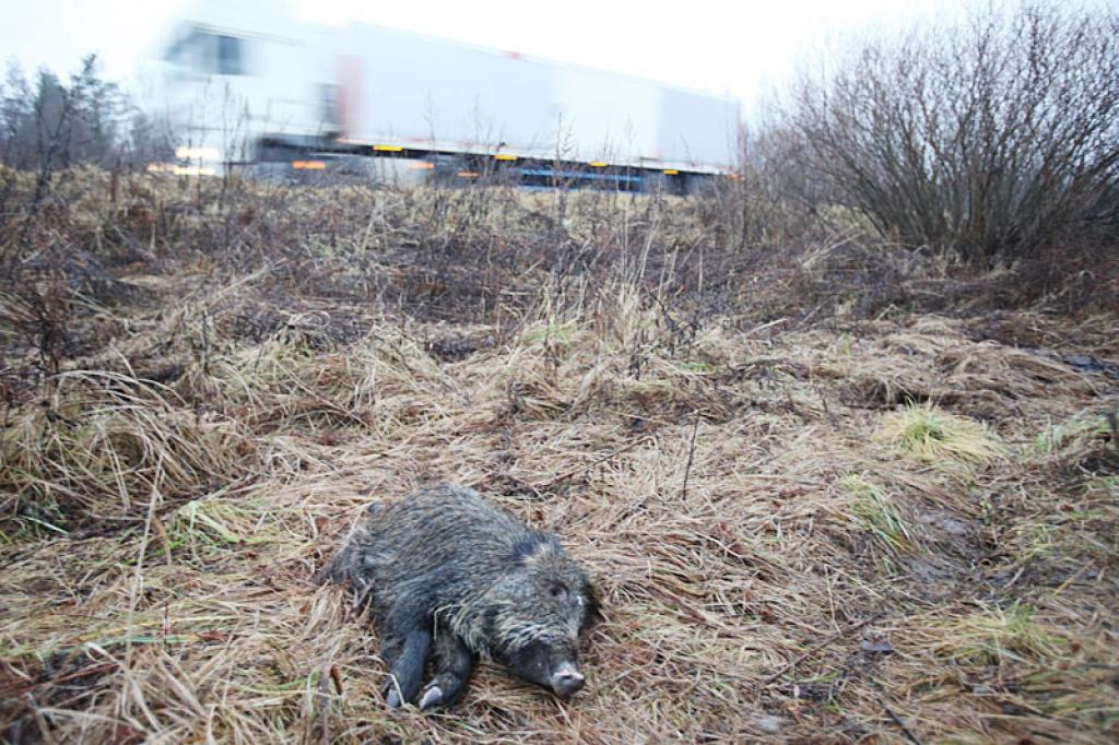 Autors: no Dzirksteles arhīva