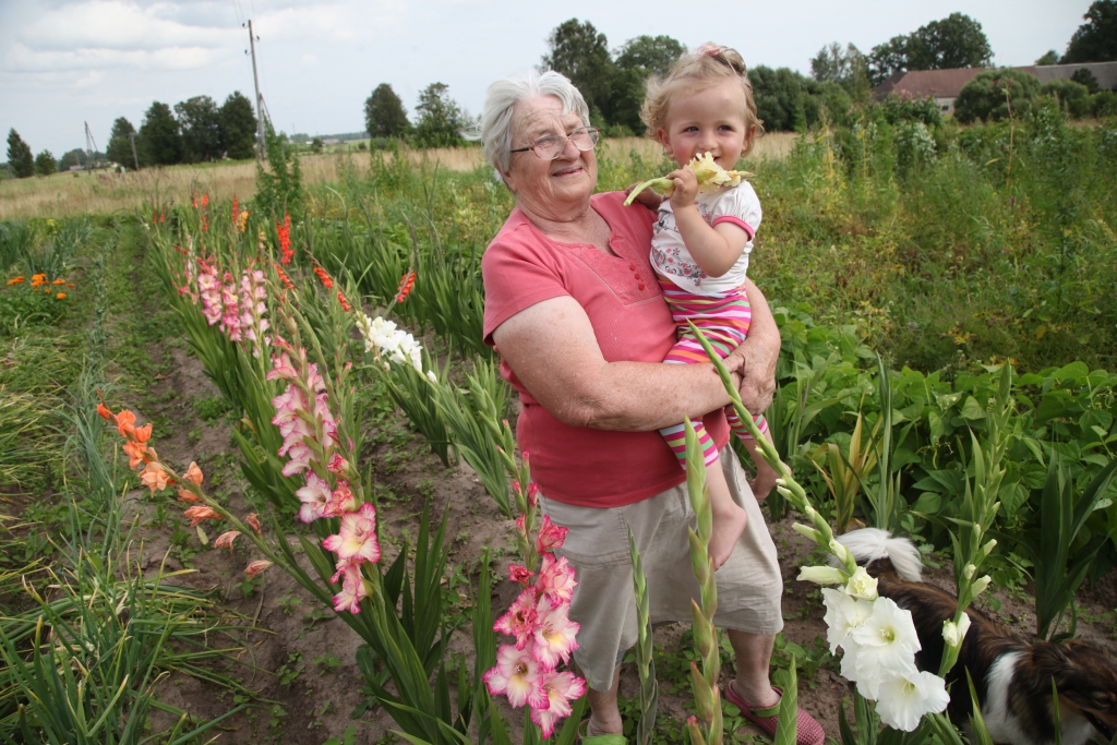 Ausmai Keišai katru dienu patīk iet uz dārzu, kur zied gladiolas, jo tās iepriecina viņas sirdi. Arī mazmazmeitiņai Katrīnai Annai patīk dzīvoties puķu dobēs. Ausma ir dāsna. Viņa labprāt dāvina gladiolu sīpolus kaimiņiem. “Visiem manas puķes ir dārzos,” saka gladiolu audzētāja.
Autors: Gatis Bogdanovs