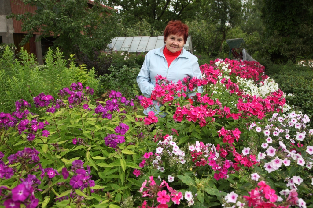 Gulbeniete Kornēlija Aule savā puķu dārzā labprāt iestādītu visas flokšu šķirnes, lai zied, priecējot pašu, draugus un kaimiņus. 
Autors:  Gatis Bogdanovs