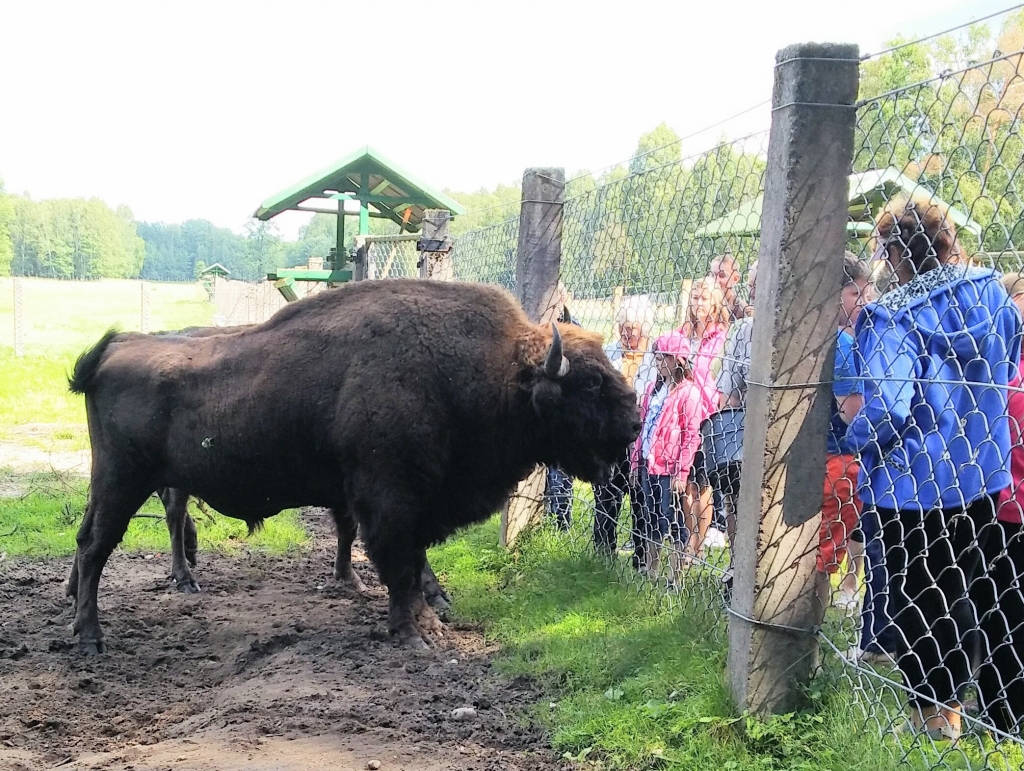 Šim augumā iespaidīgajam sumbram ir 14 gadi.
Autors: Pārsla Konrāde