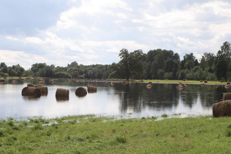 Aizpeld Pededzes pļavu rulonos satītais siens. Kopumā 100 tonnas.                                       
Autors: Iveta Cigle