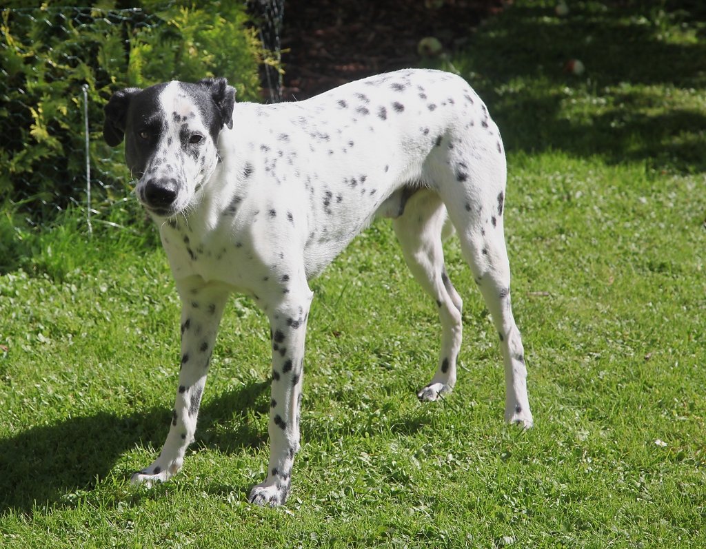 Dalmācietis Teo ir tieši tāds suns, kādu vēlējās Sarmītes Deksnes ģimene. Draudzīgs, mīļš, apķērīgs, gudrs, ziņkārīgs un modrs mājas sargs. 	
Autors: Gatis Bogdanovs