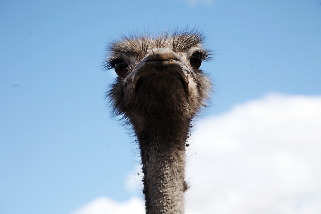 Saimniecība “Brūklenāji” Galgauskas pagastā piedāvā apskatīt interesantus eksotiskus putnus, starp kuriem ir arī strausi.   