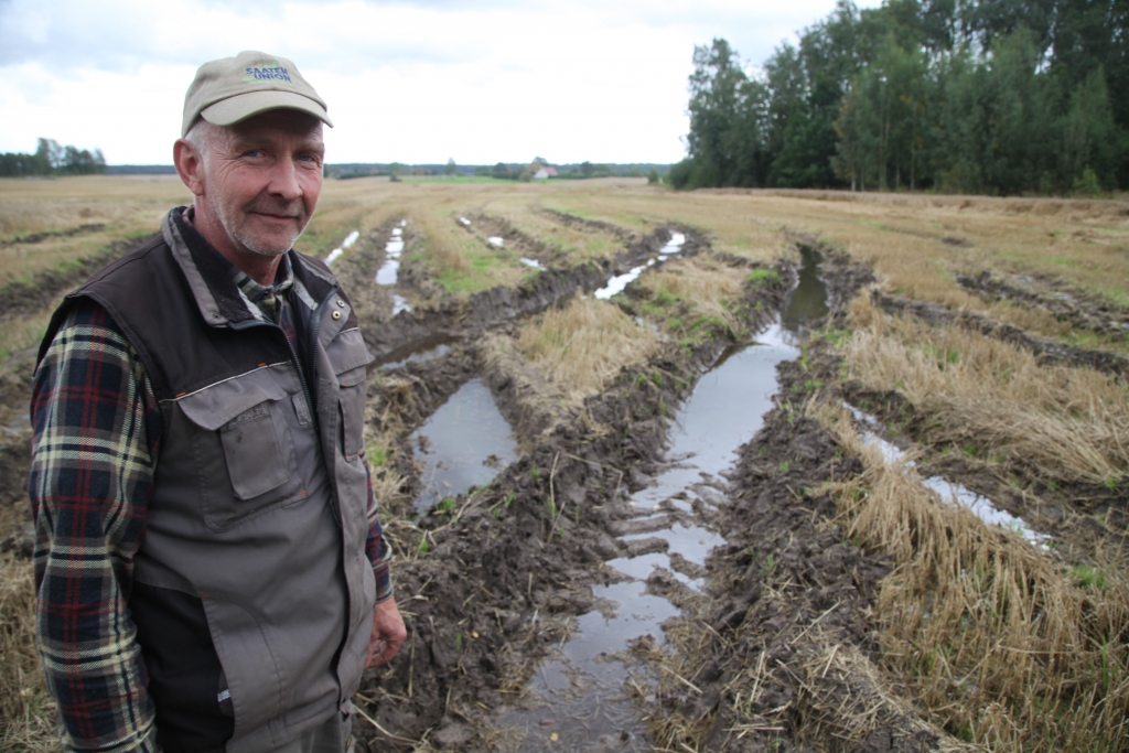 “Kalnāju” zemnieks Jānis Lazdiņš tomēr vēl cer uz labu laiku. Labības kulšana viņa saimniecībā pagaidām vēl nav pat pusē. No 520 hektāriem labība nokulta tikai 220 hektāros platību. 
Autors: Gatis Bogdanovs