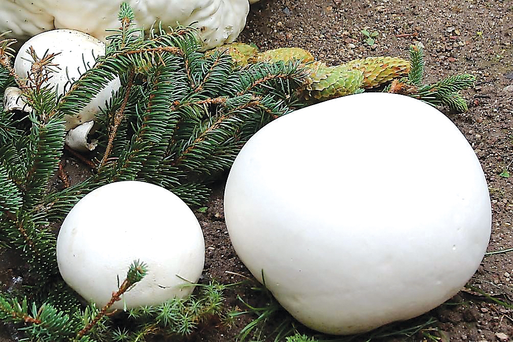 pūpēdi sagriež šķēlēs un nogriež miziņu (garoziņu). Klapēt nav vajadzības, jo konsistence viegli sagremojama tāpat. Tālāk viss kā karbonādēm ierasts: milti, ola, sāls, pipari un kartsa panna.  
Autors: Indra Veipa