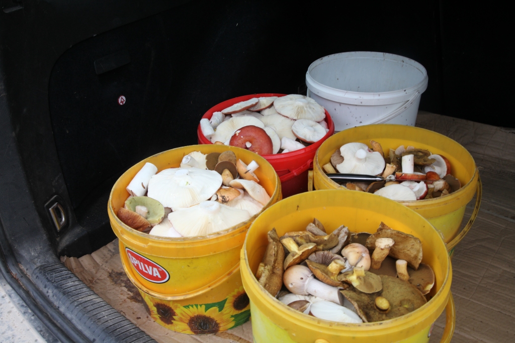 Autors: Gatis Bogdanovs