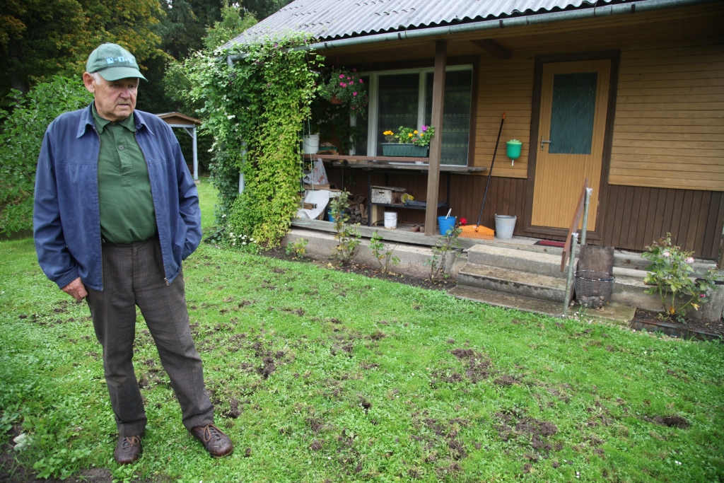 Pēteris Rikveilis stāsta: pirmo reizi pirms pāris nedēļām tika izrakņāts zālājs, viņš to nolīdzinājis un nopļāvis zāli. Pirmdien rītā nācis un ieraudzījis, ka atkal ir izrakņāts. Otrdienas rītā jau atkal bija jauni rakumi. 
Autors: Gatis Bogdanovs